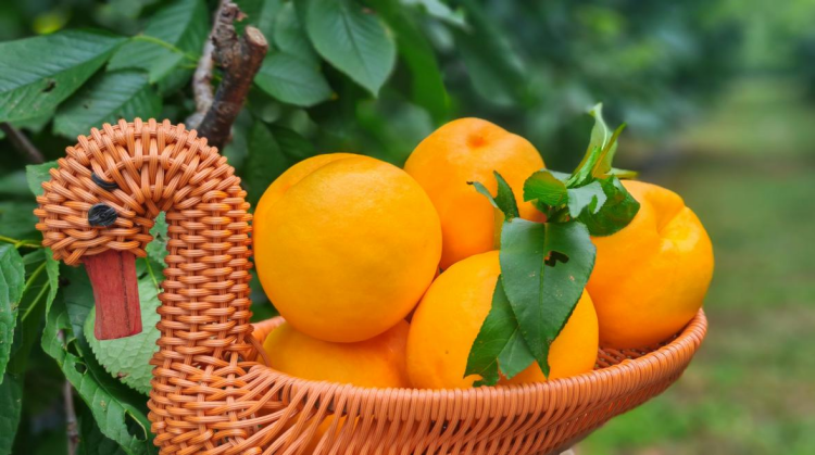 碩果飄香·豐涵海淀——海淀鮮桃采摘季：盛夏甘甜，果香滿園