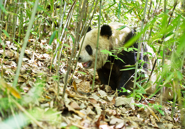 第三屆國家公園論壇8月18日在成都啟幕
